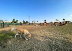 Dog Park | Damac Hills